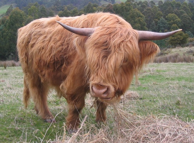 Greeting Card - Hamish the bull