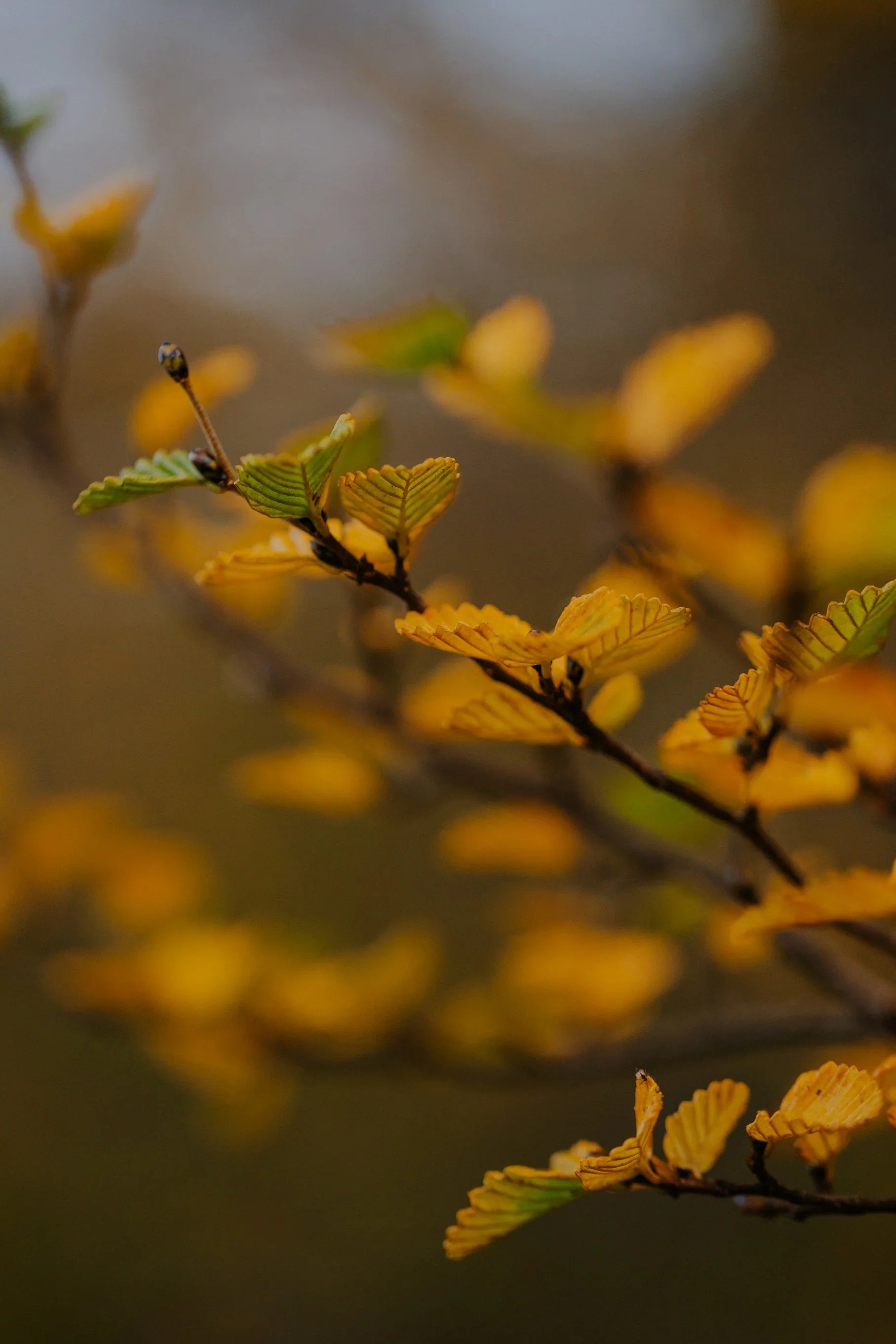Greeting Card - Cradle Mountain Fagus